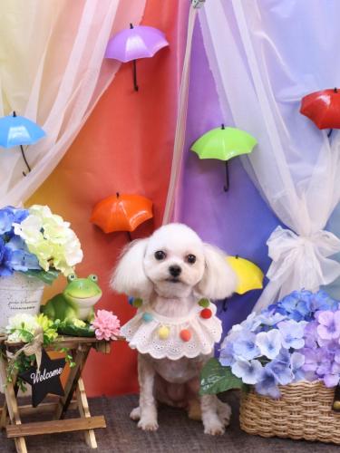 20230602シェリーちゃん